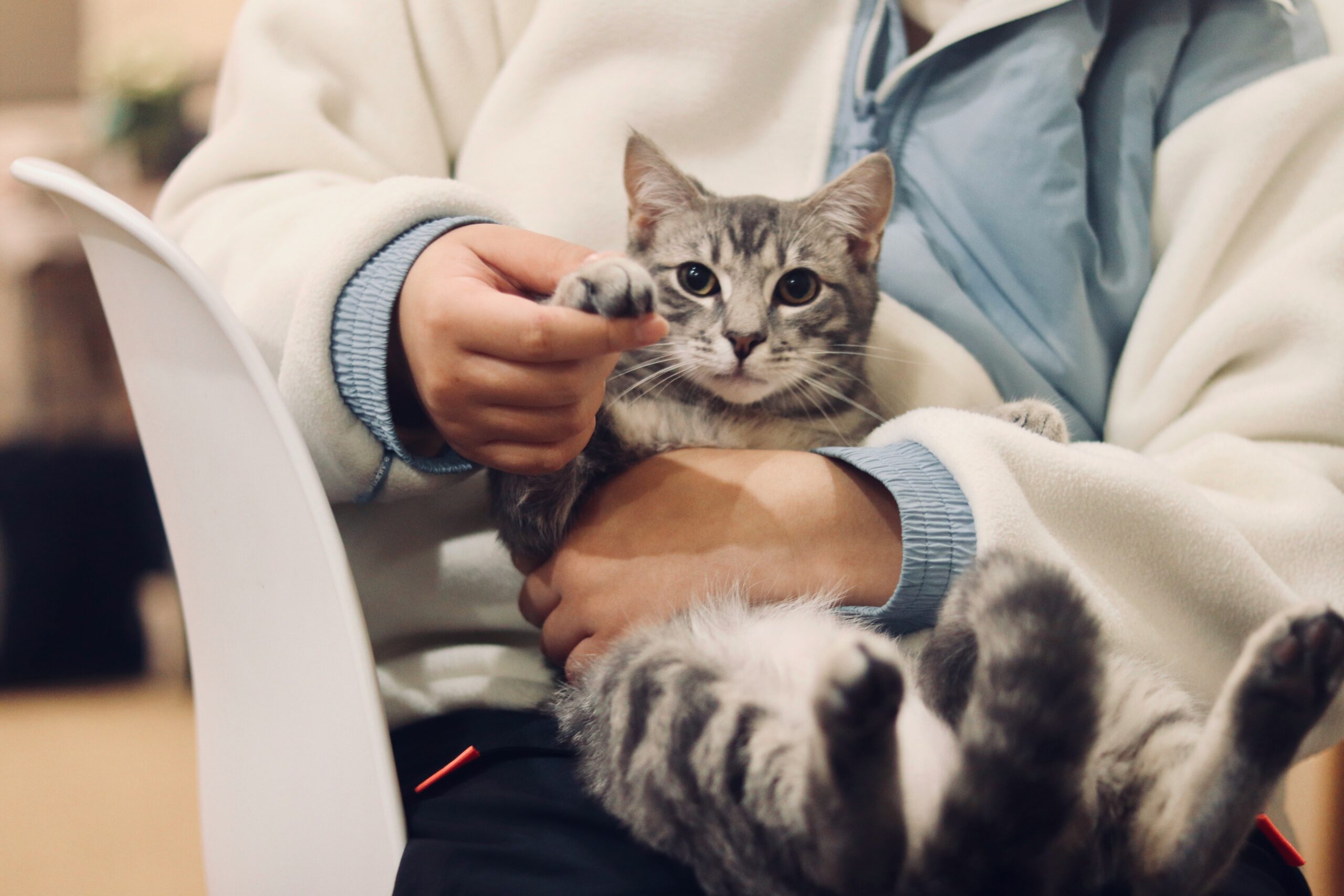 Clinique veterinaire